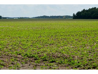 Property photo 156 - LAND AUCTION - 700+/- ACRES OFFERED IN 16 TRACTS IN ALLEN COUNTY, INDIANA